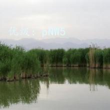 ΢